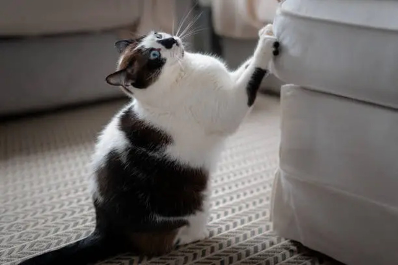 A cat scratching a scratching post instead of furniture